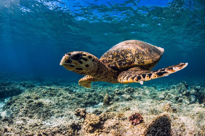 Hawksbill Sea Turtle — Blue, Serene, Afternoon