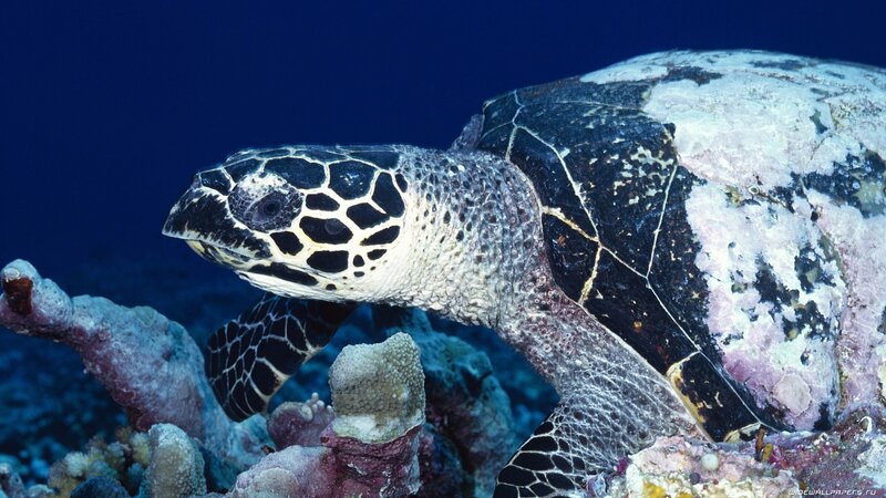 Hawksbill Sea Turtle — Blue, Serene, Photograph, Coral Reef, Ocean, Black