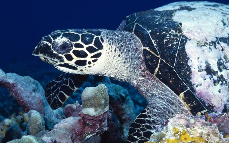 Hawksbill Sea Turtle — Blue, Serene, Photograph, Coral Reef, Ocean, Rock