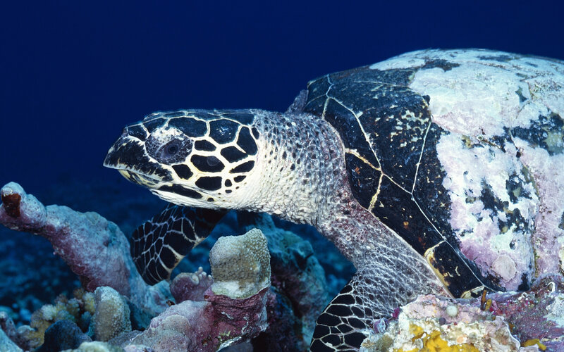 Hawksbill Sea Turtle — Blue, Serene, Photograph, Coral Reef, Ocean