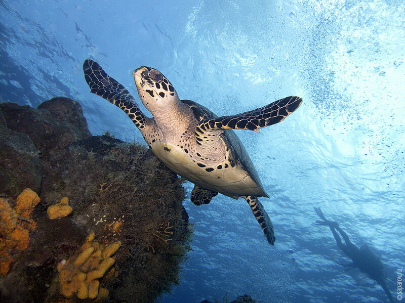 Hawksbill Sea Turtle — Blue, Serene, Photograph, Coral Reef, Scuba Diver