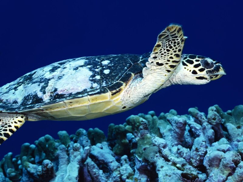 Hawksbill Sea Turtle — Blue, Serene, Photograph