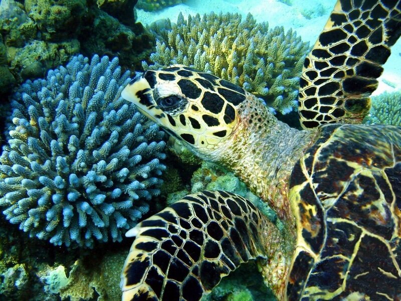 Hawksbill Sea Turtle — Blue, Serene