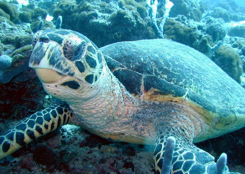 Hawksbill sea turtle on coral reef