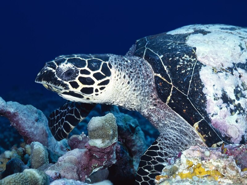 Hawksbill sea turtle on coral reef