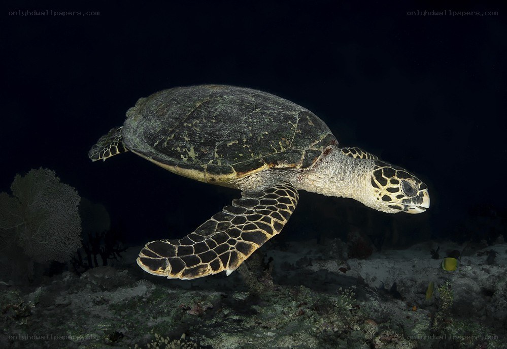 Hawksbill sea turtle swimming