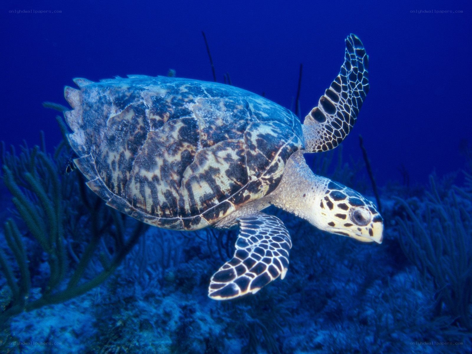 Hawksbill sea turtle swimming