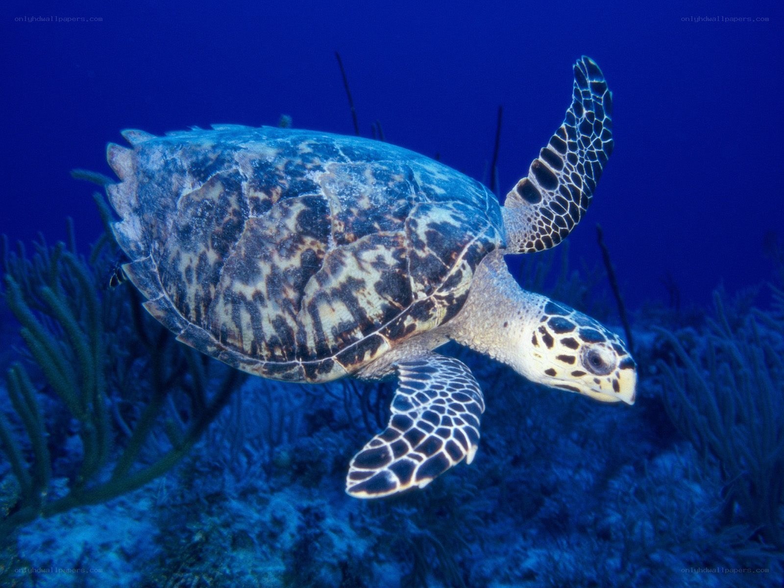 Hawksbill sea turtle swimming