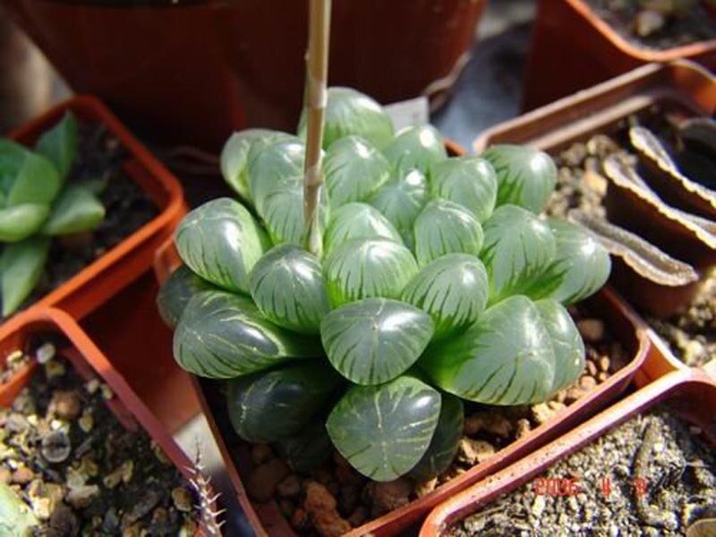 Haworthia plant in a pot