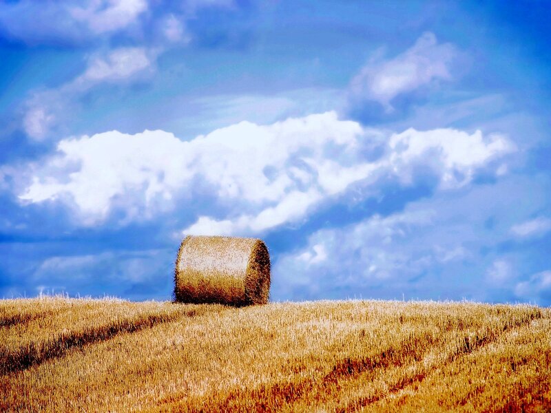 Hay bale in a field