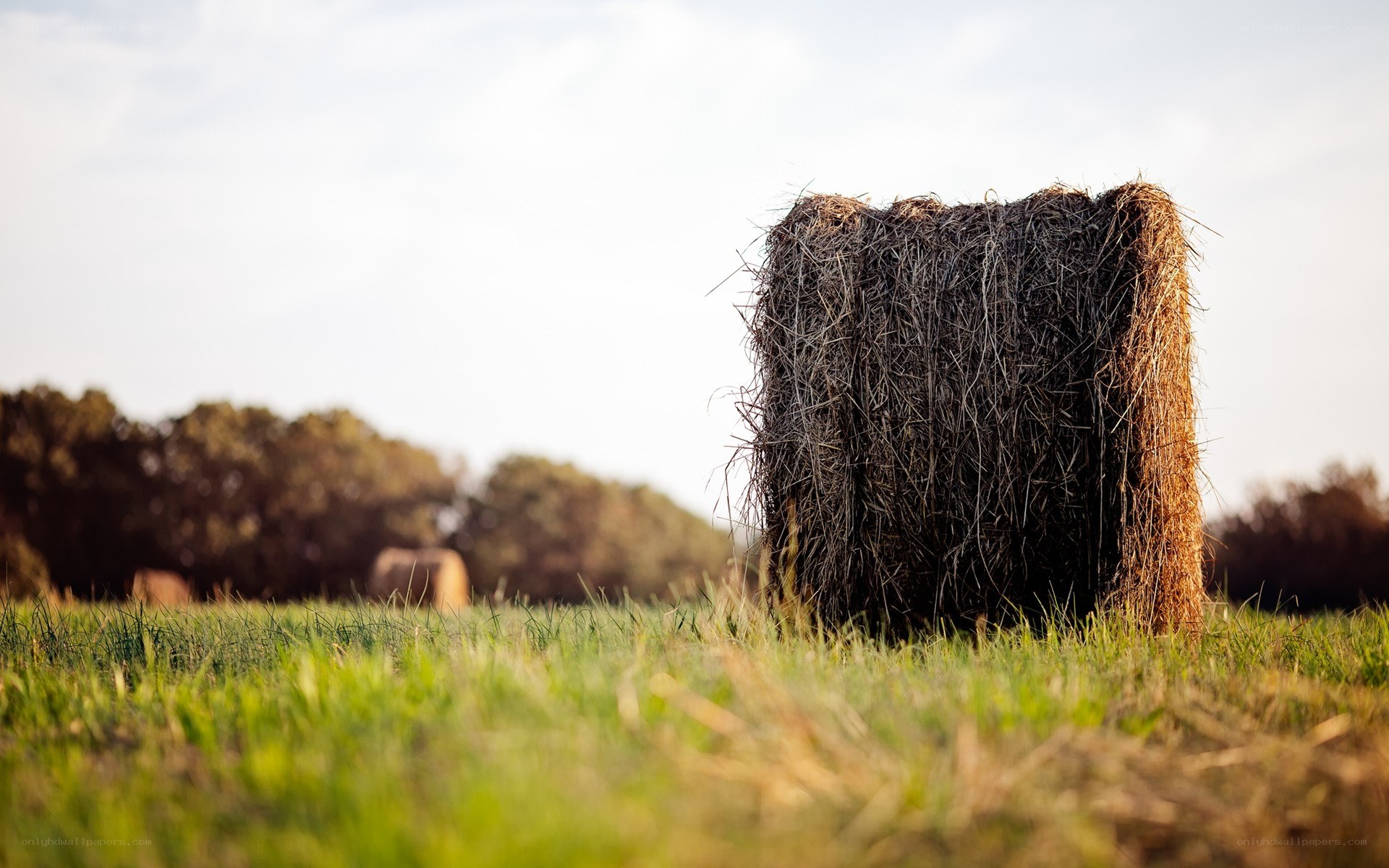 Hay bale in a field