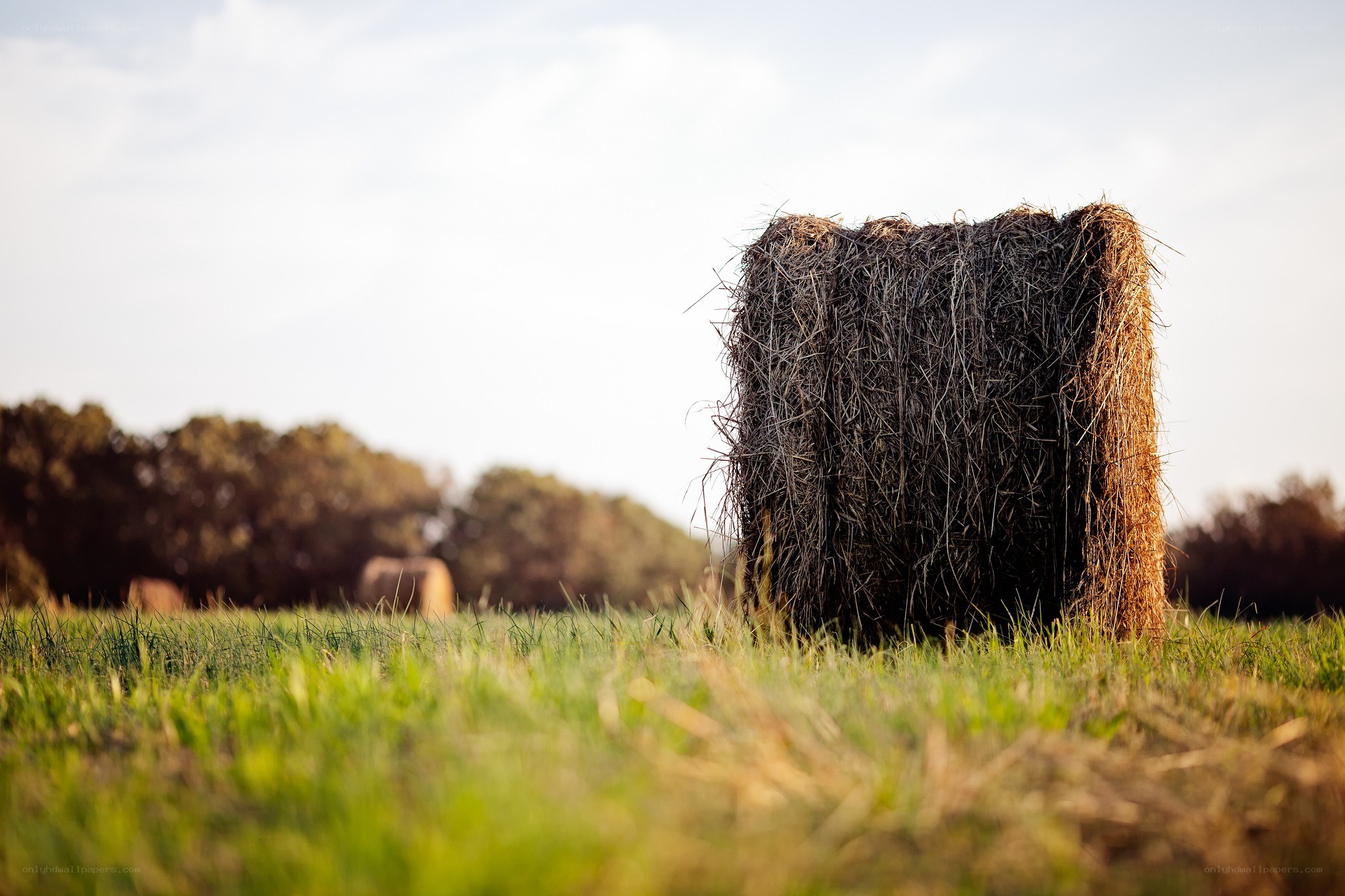 Hay bale in a field