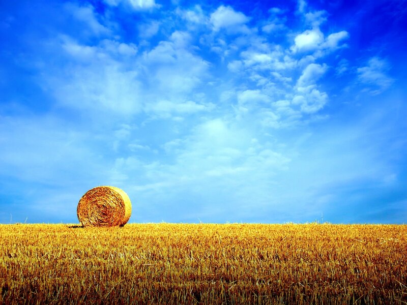 Hay bale in a golden field