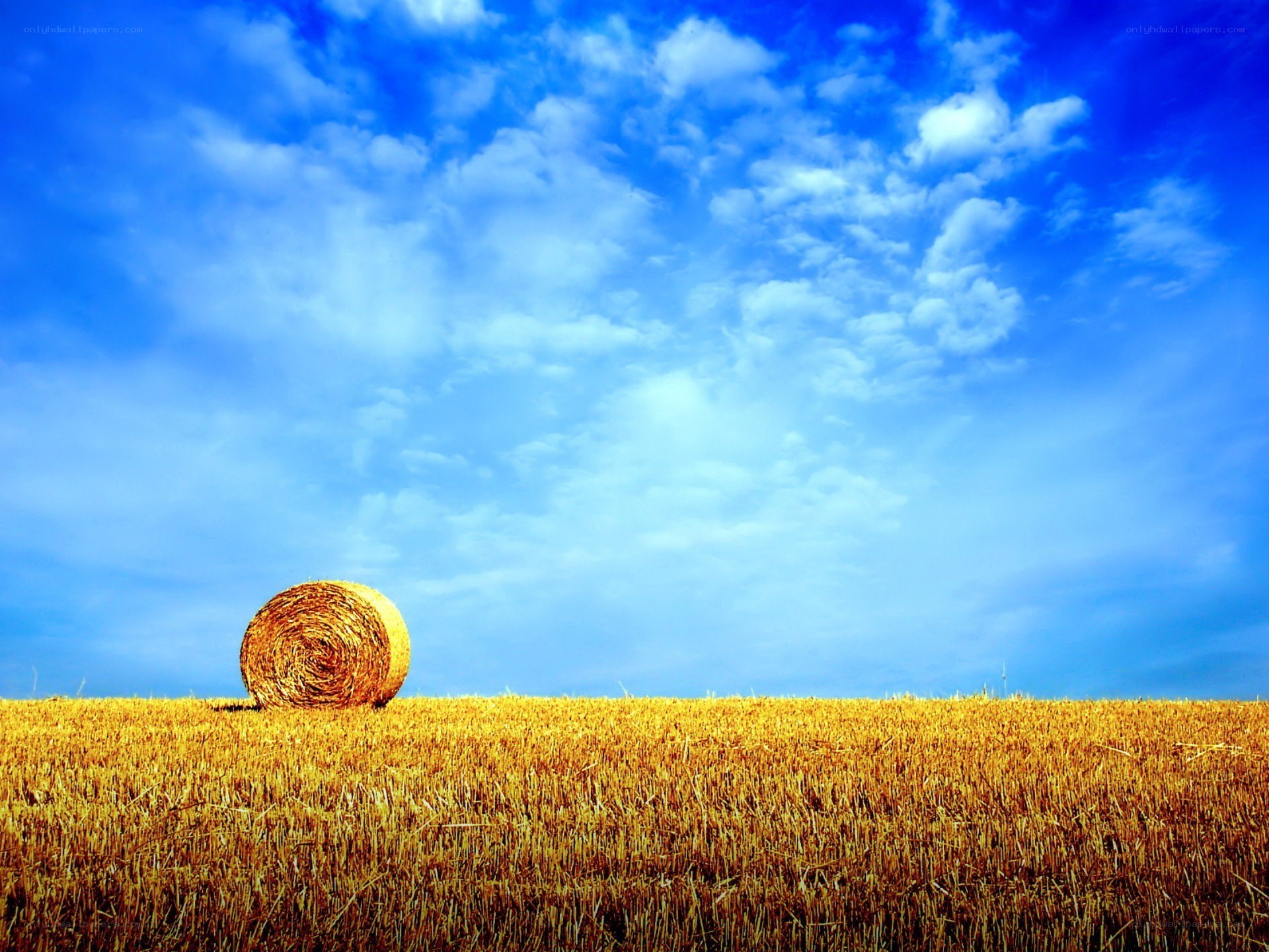 Hay bale in a golden field