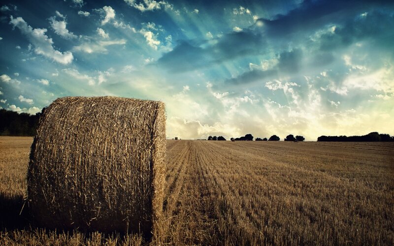 Hay bale in a harvested field
