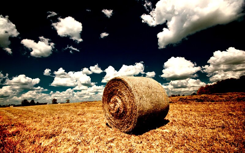 Hay bale in a harvested field