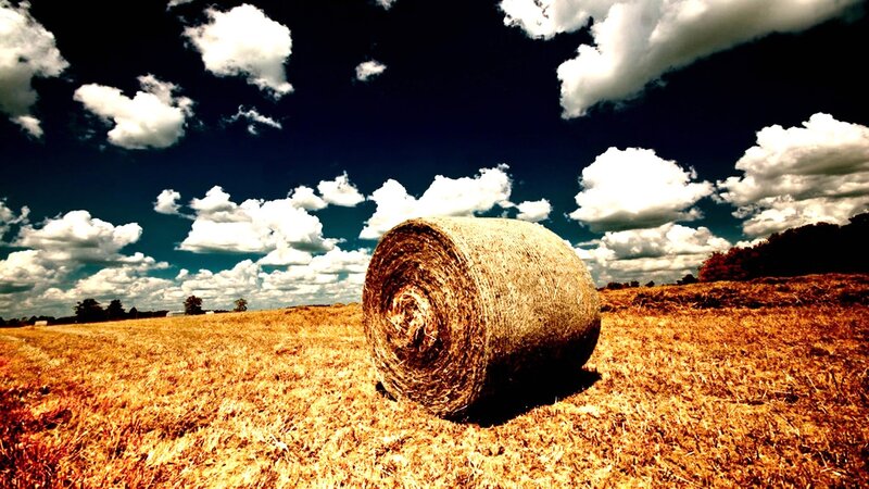 Hay bale in a harvested field