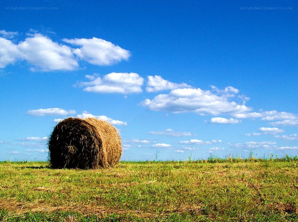 Hay bale in a sunny field