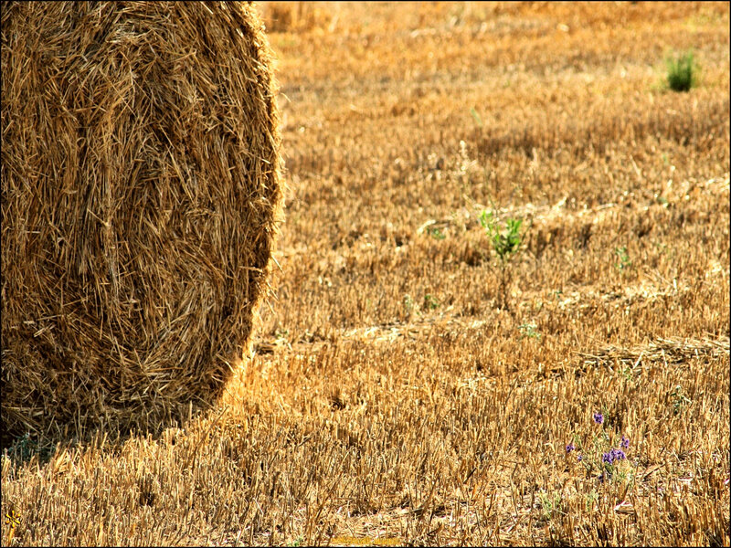 Hay Bale in Field — Brown, Calm