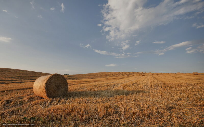 Hay Bale in Field — Brown, Serene, Afternoon