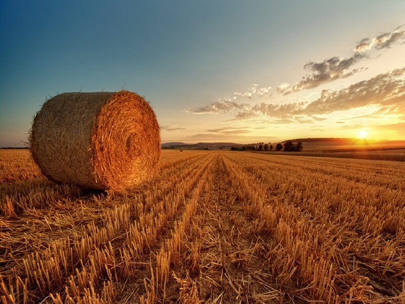 Hay Bale in Field — Gold, Serene