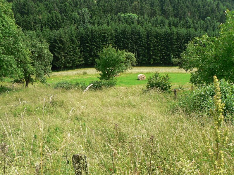 Hay Bale in Field — Green, Serene, Afternoon, Photograph, Trees, Grass