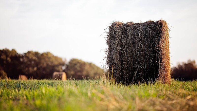 Hay Bale in Field — Green