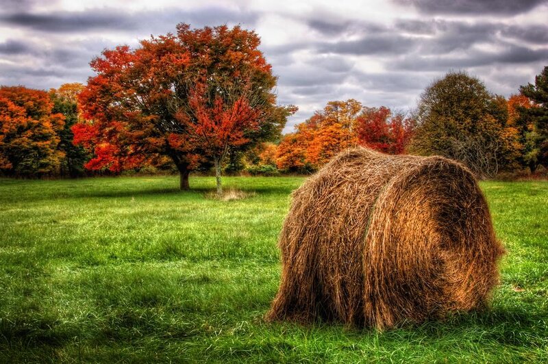 Hay Bale in Field