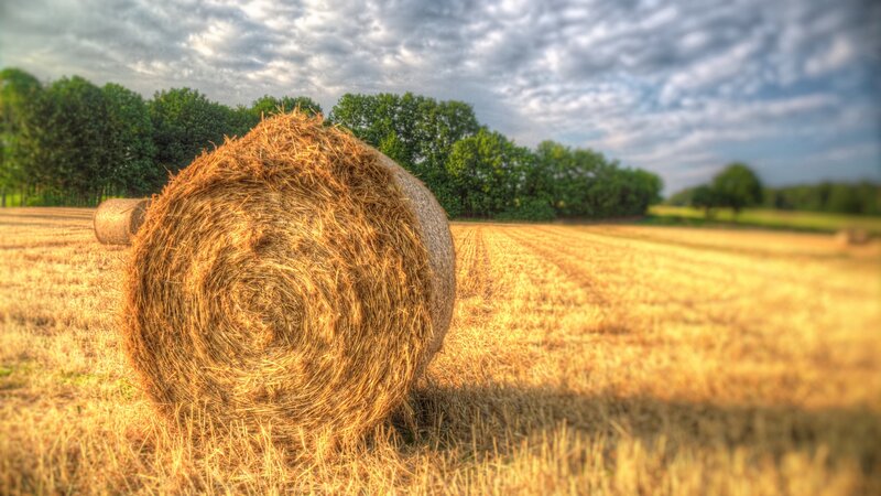 Hay Bale in Field — Yellow, Serene, Afternoon, Photograph