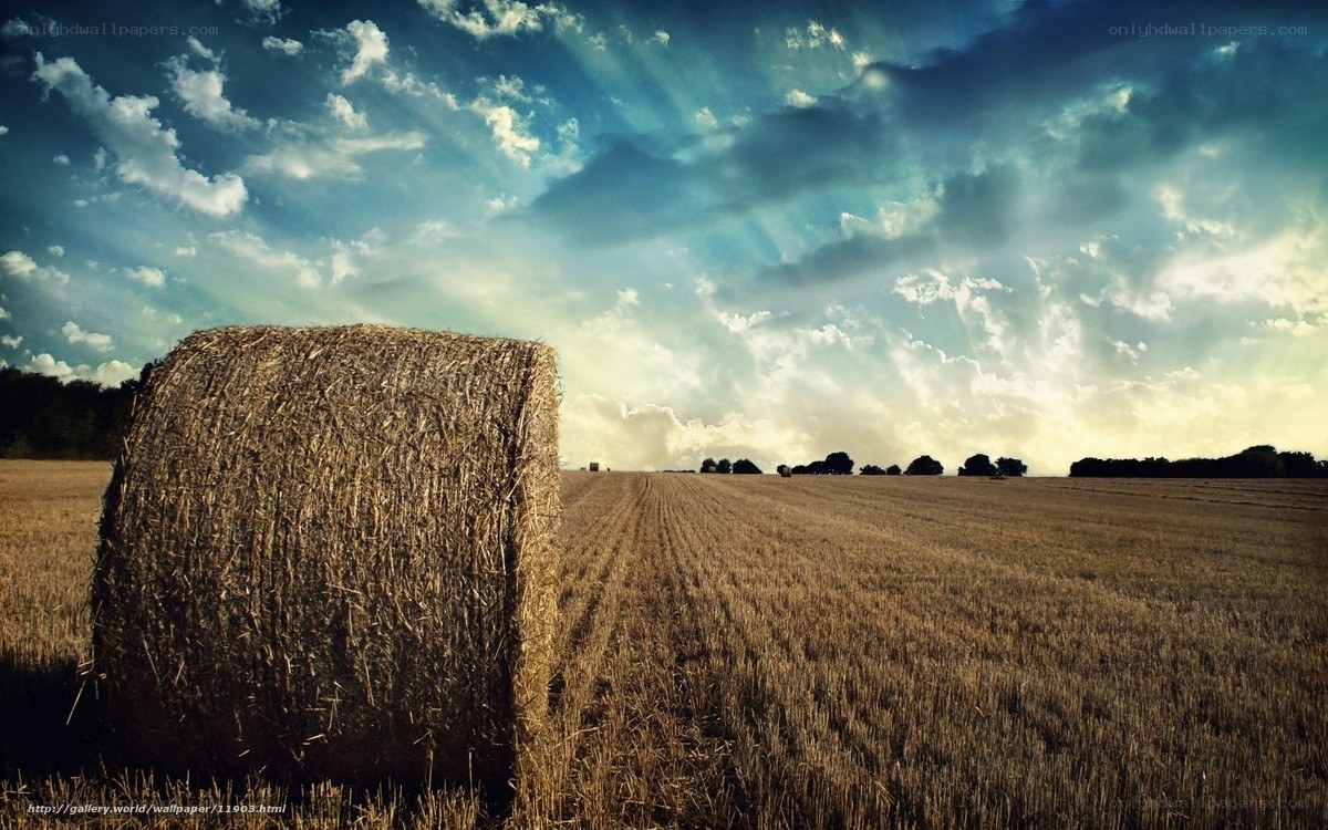 Hay bale in golden field