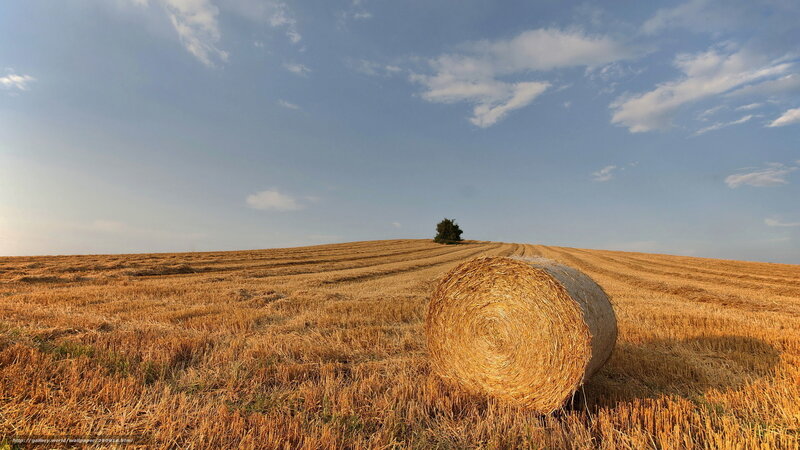 Hay bale in harvested field