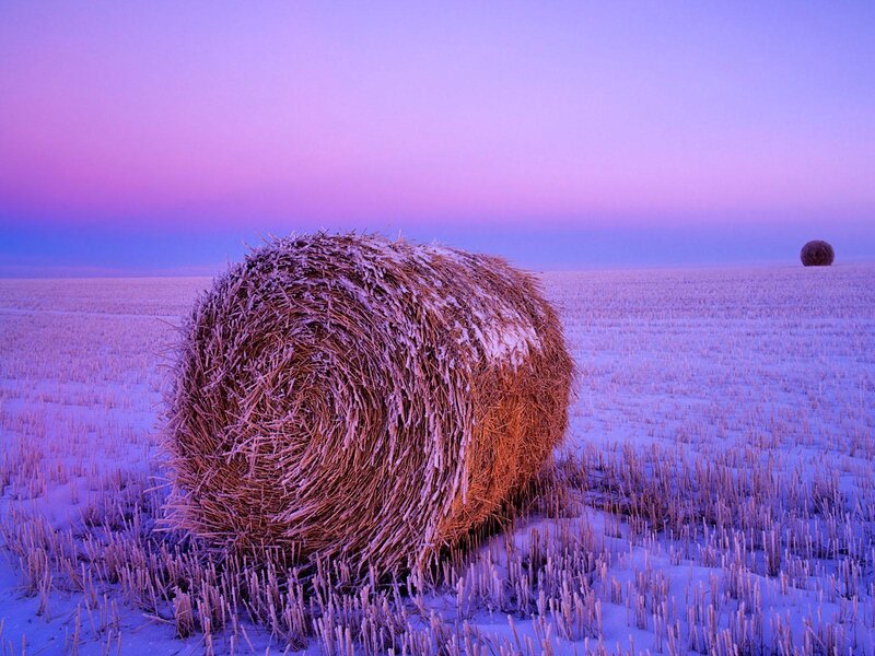 Hay Bale in Snow — Purple, Serene