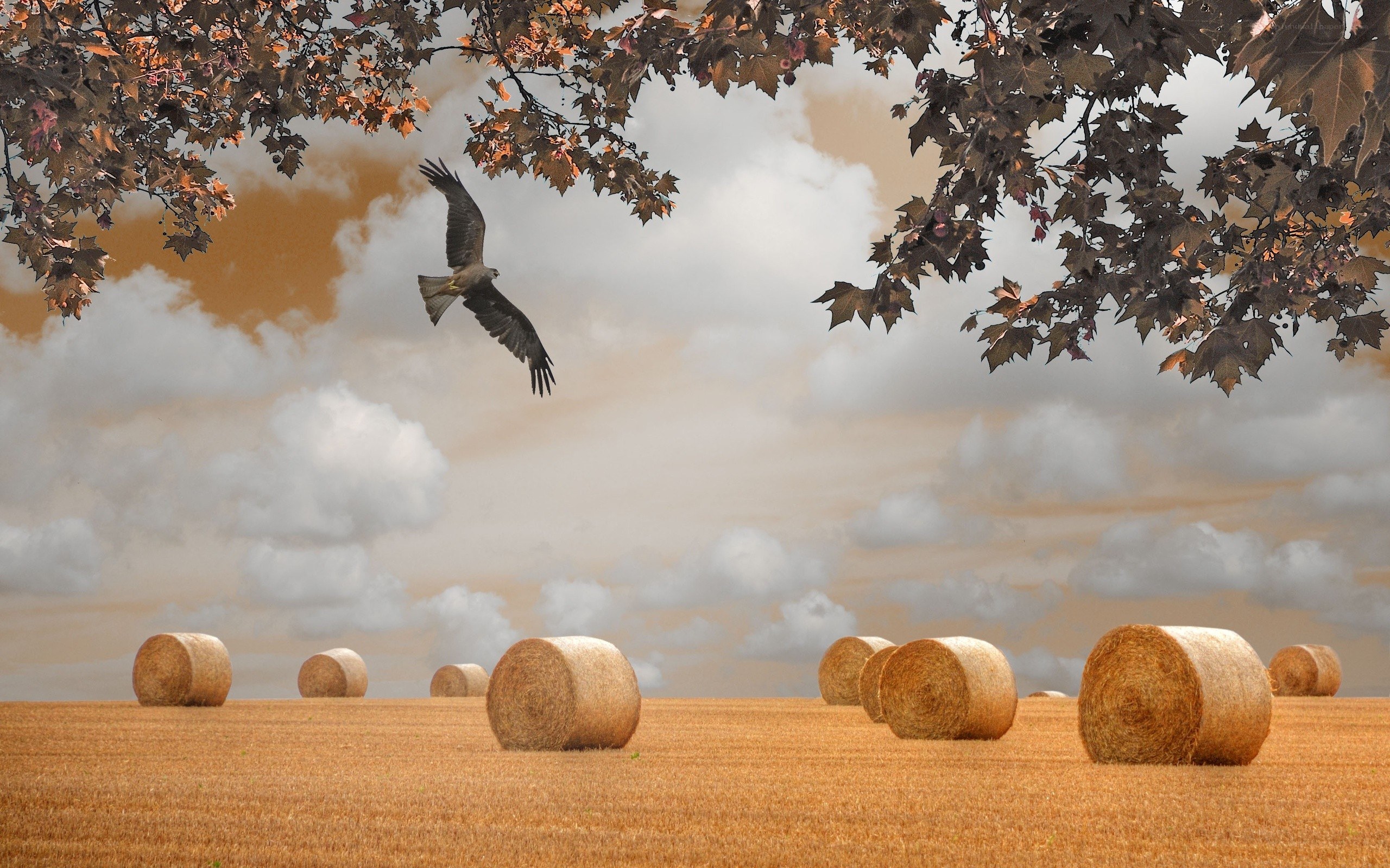 Hay bales and a flying bird