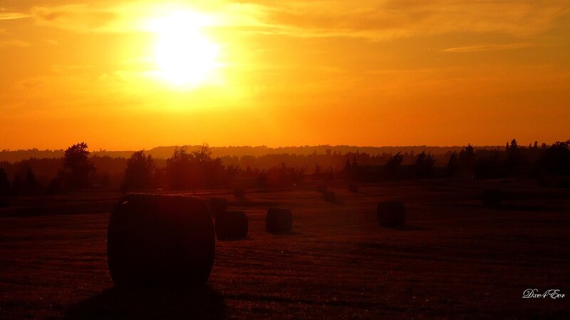 Hay bales at sunset
