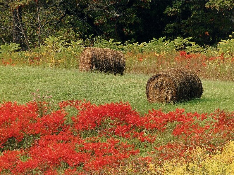 Hay bales in a colorful field