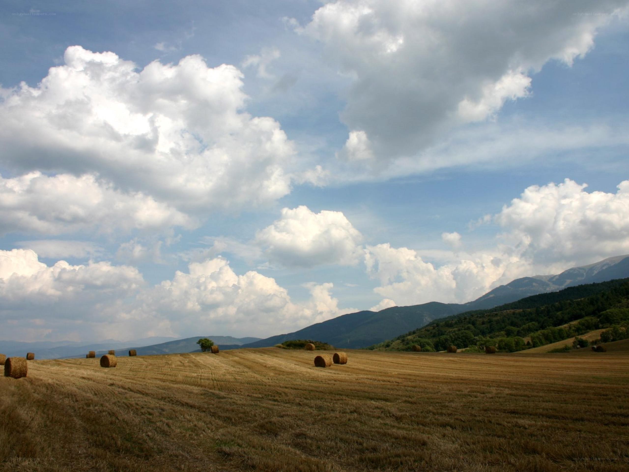 Hay bales in a field