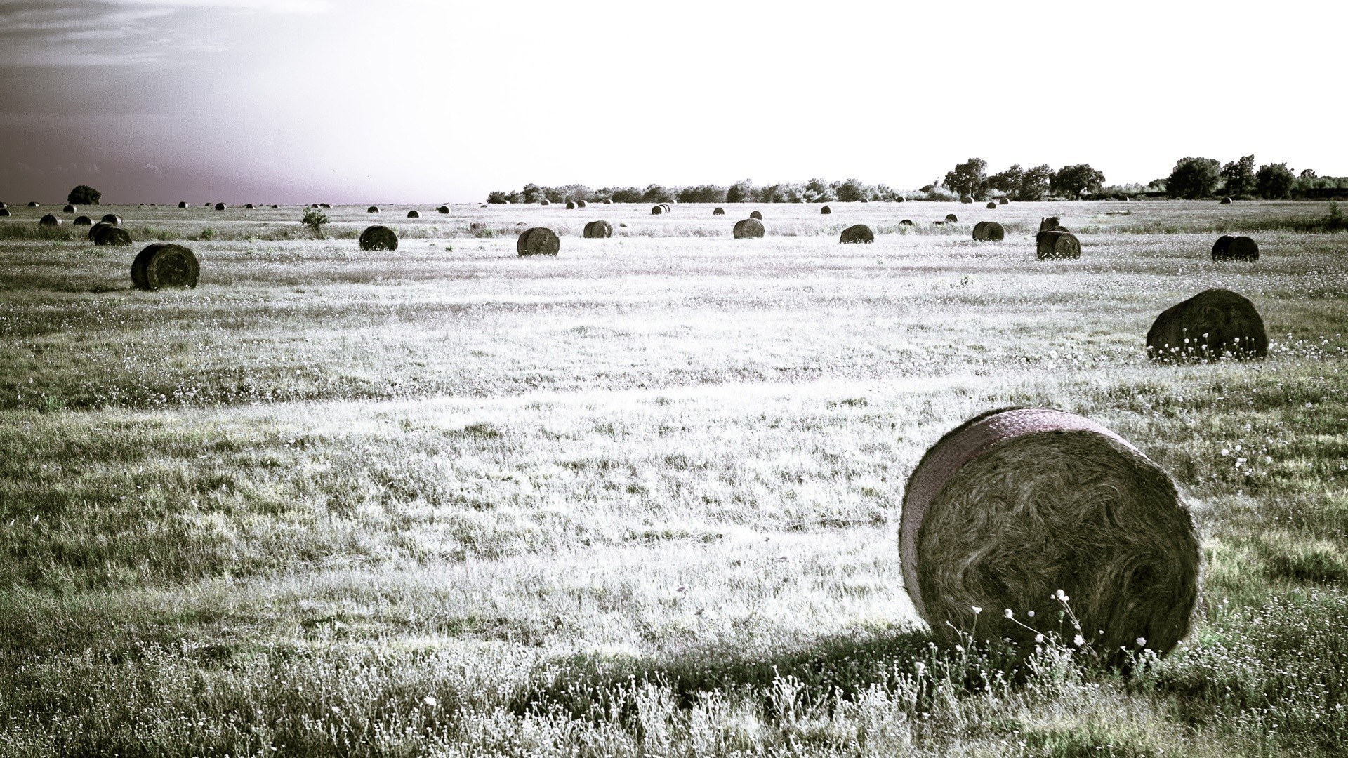 Hay bales in a field