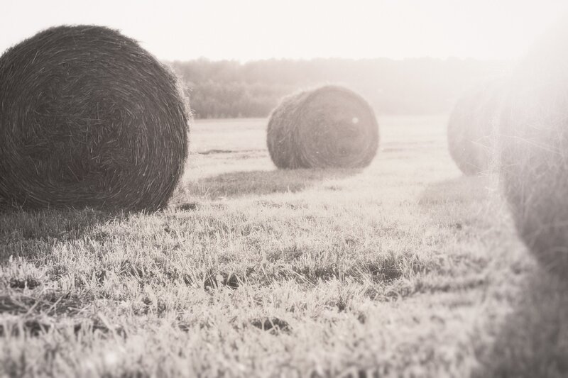 Hay bales in a field