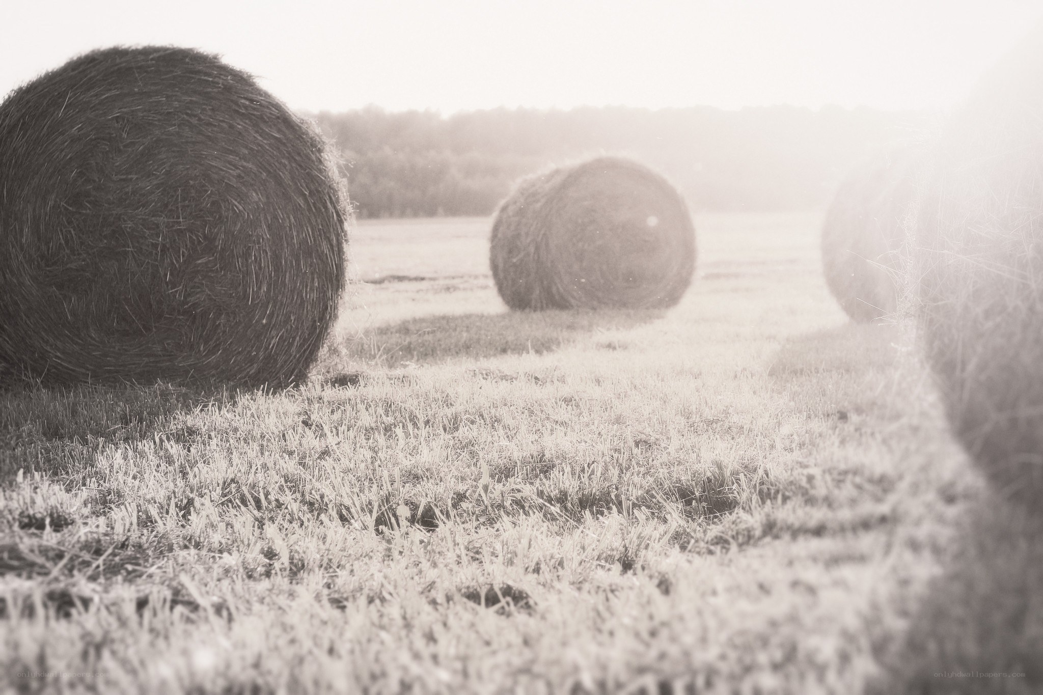 Hay bales in a field