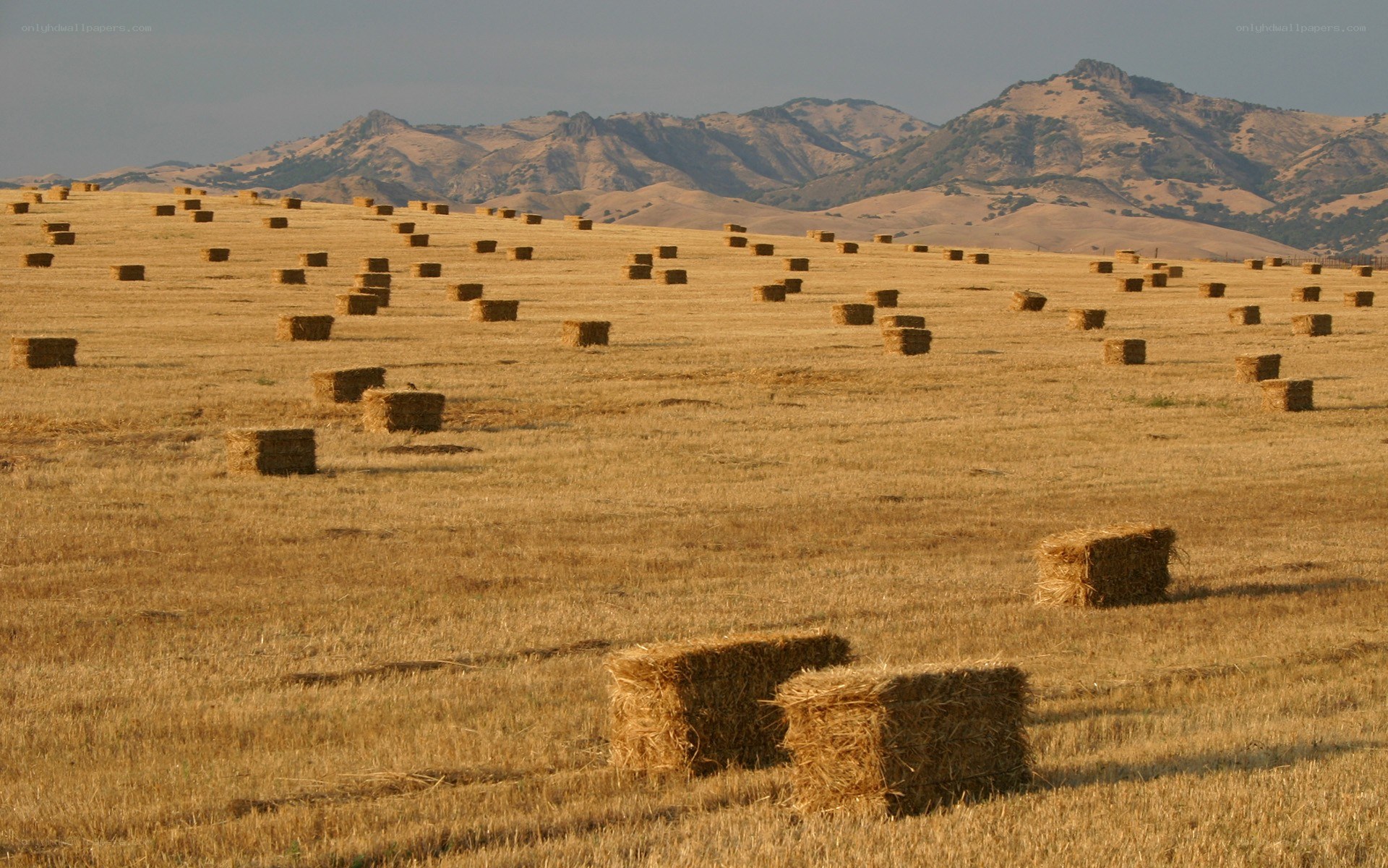 Hay bales in a field