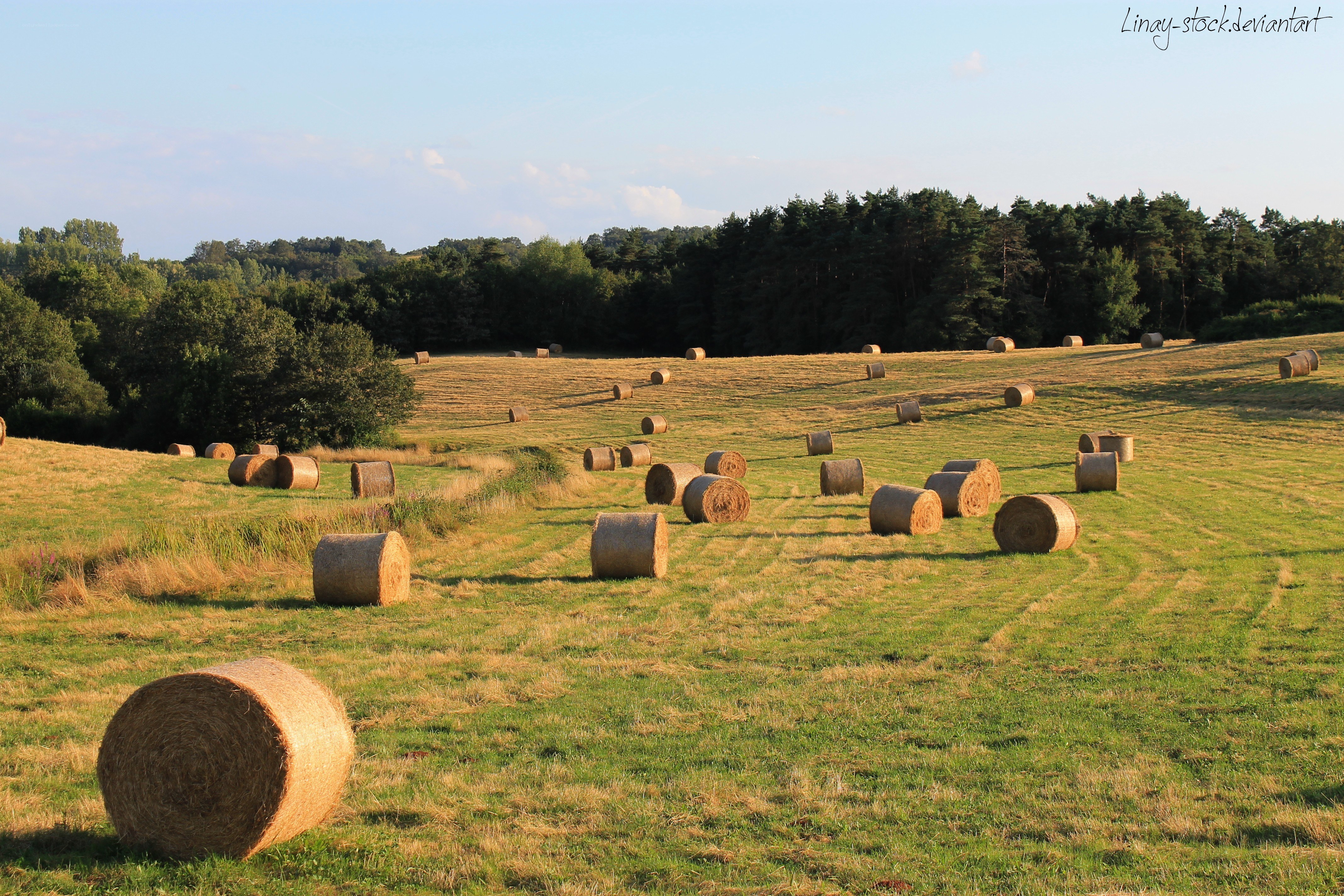Hay bales in a field