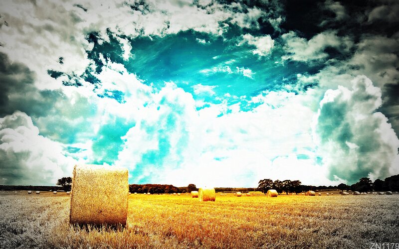 Hay bales in a field