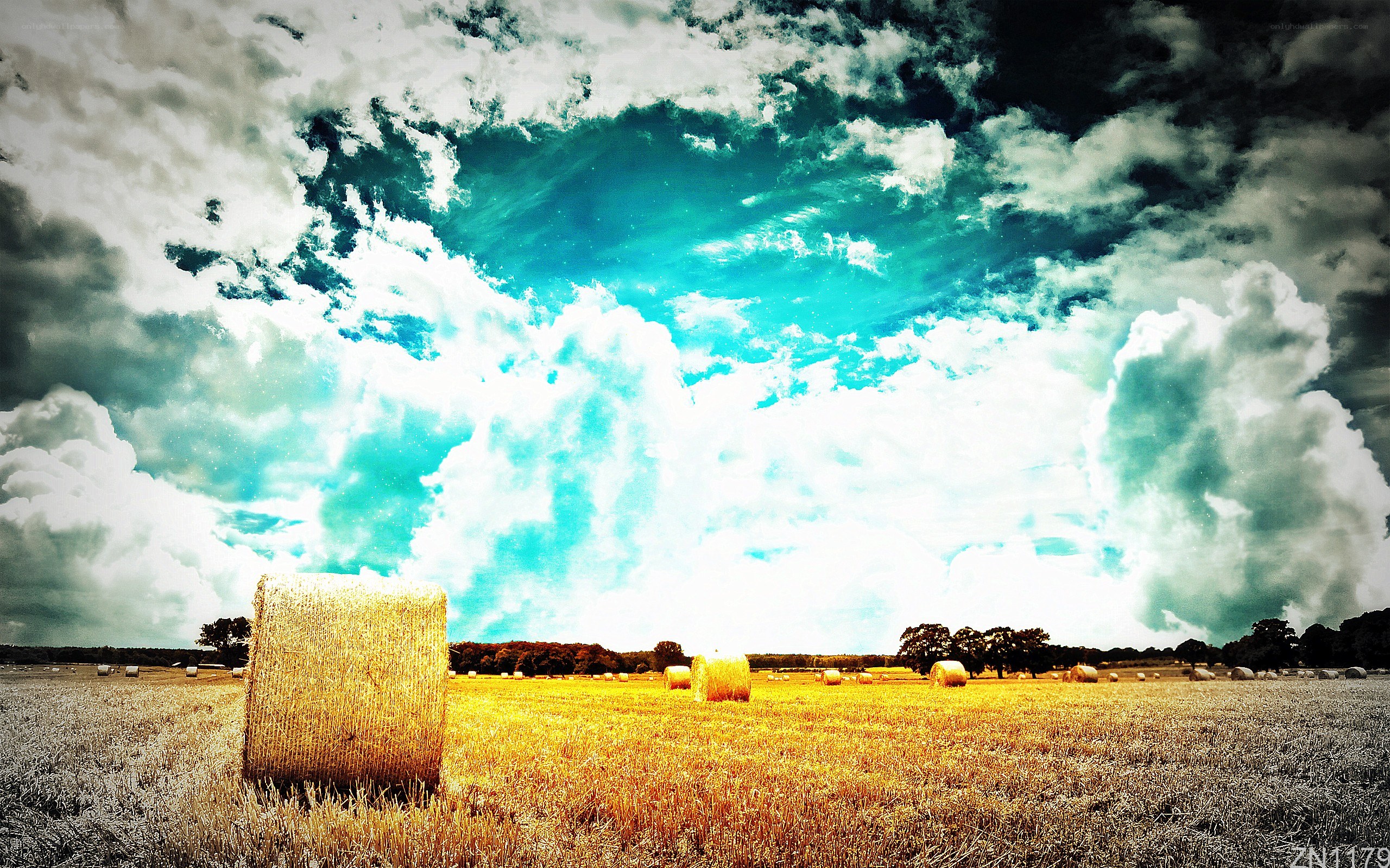 Hay bales in a field