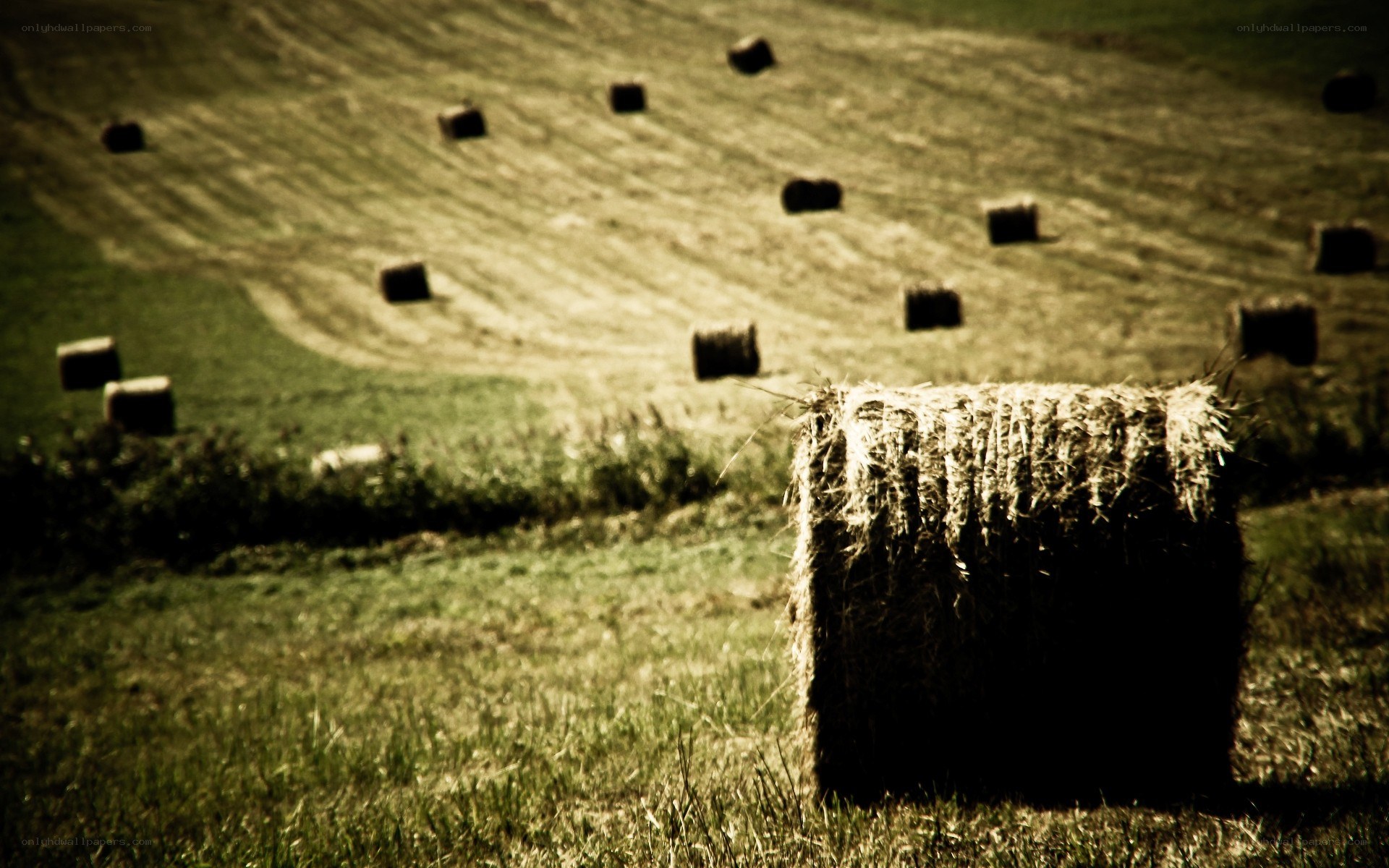 Hay bales in a field