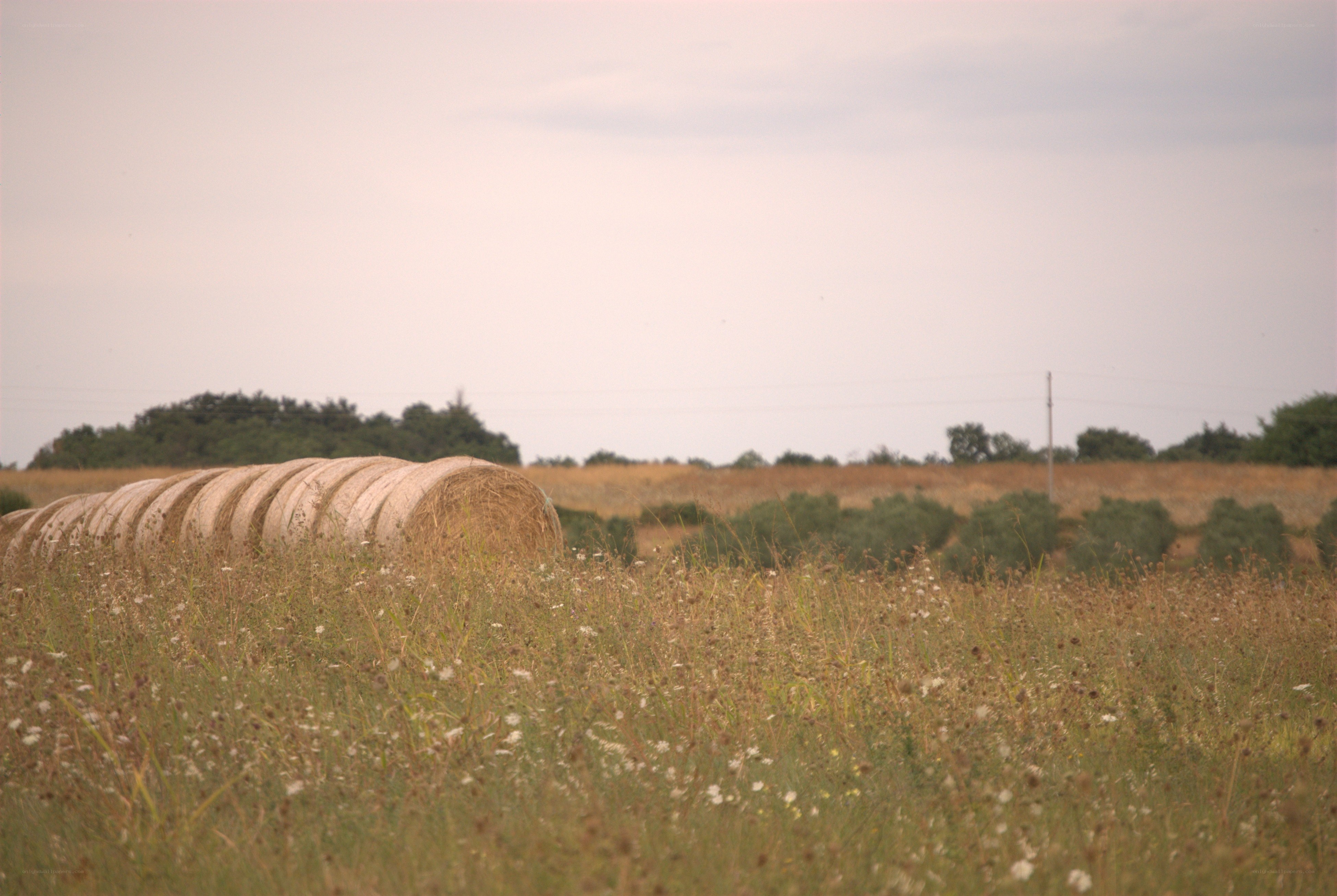 Hay bales in a field