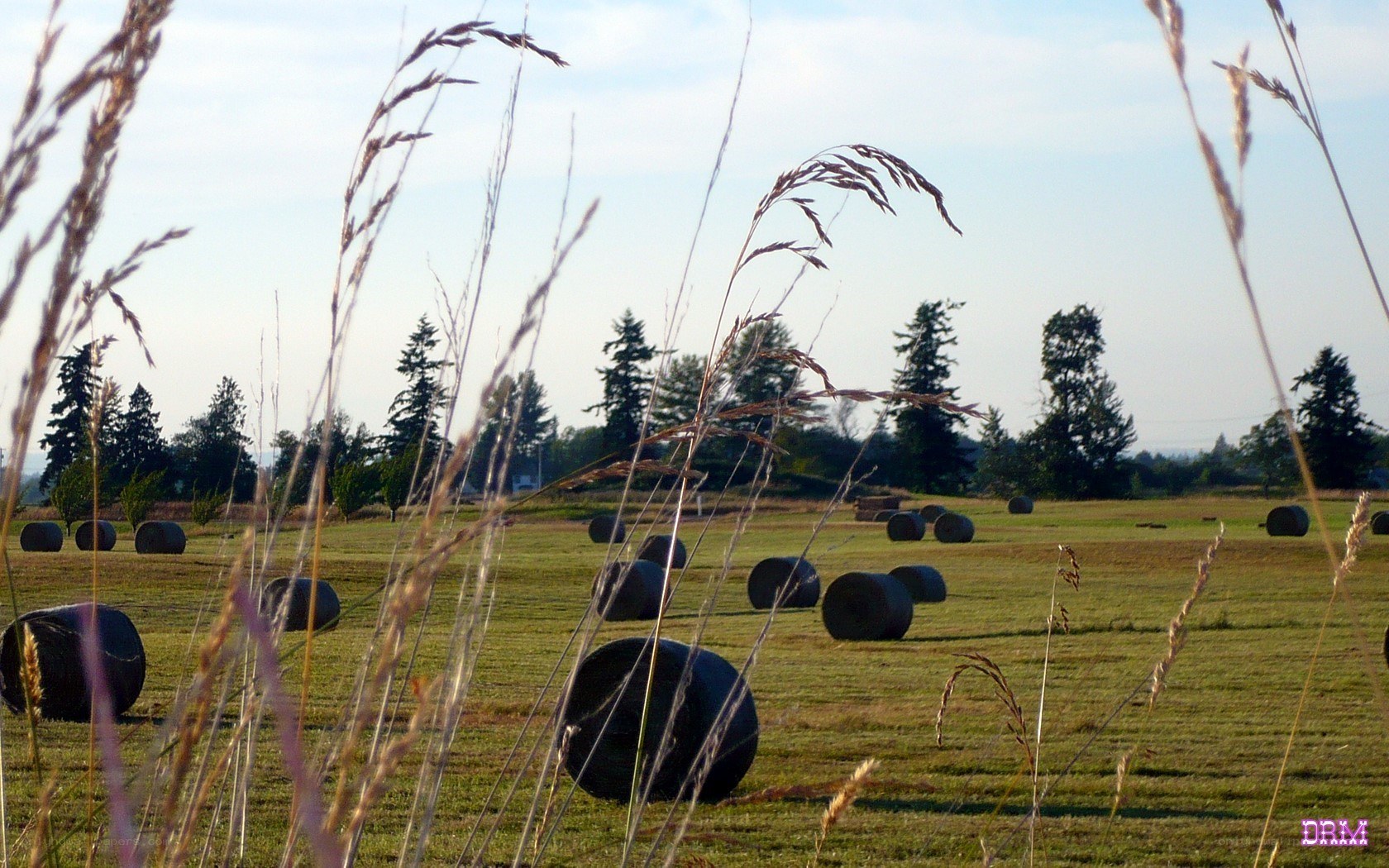 Hay bales in a field