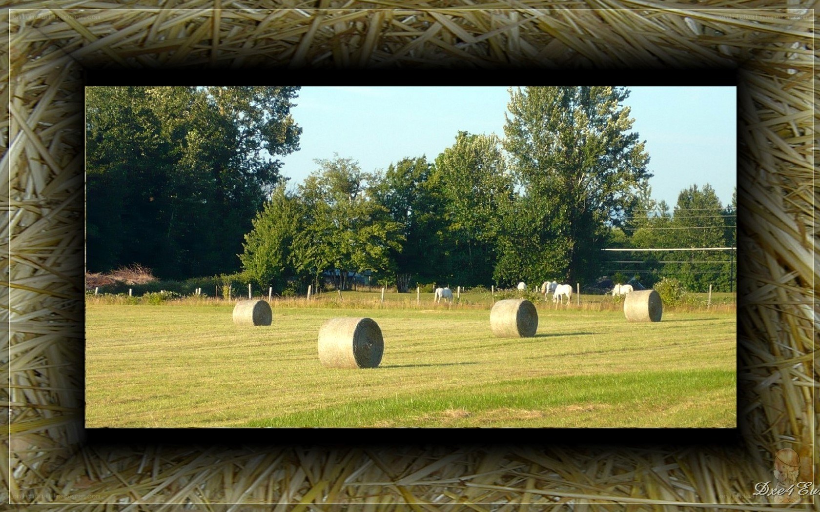 Hay bales in a field