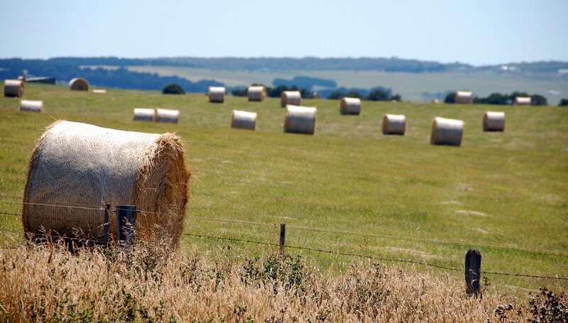 Hay bales in a field