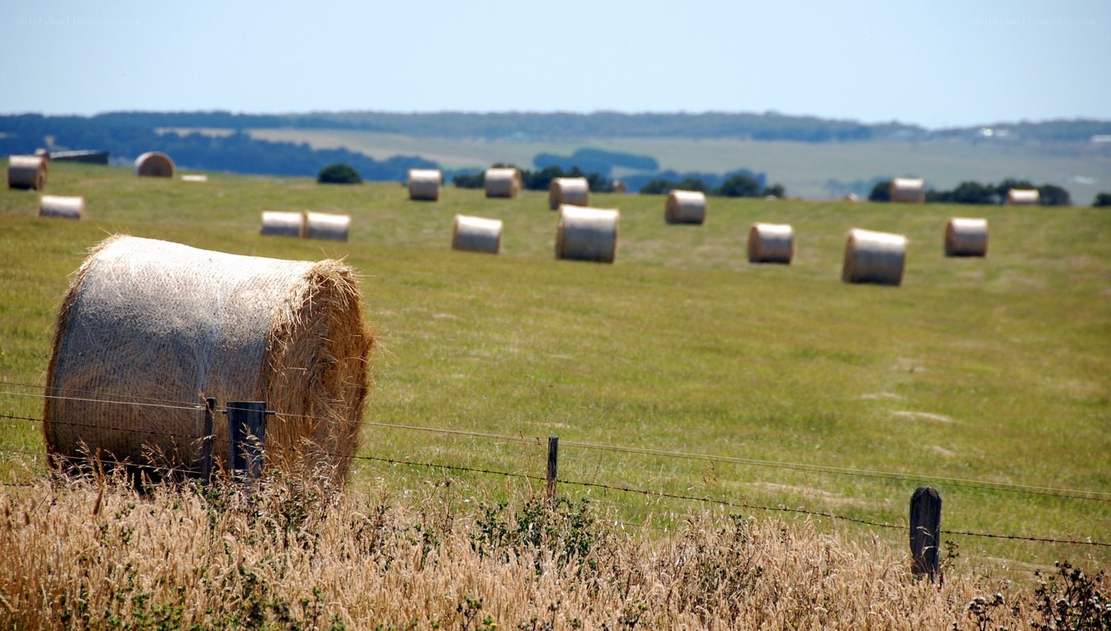 Hay bales in a field