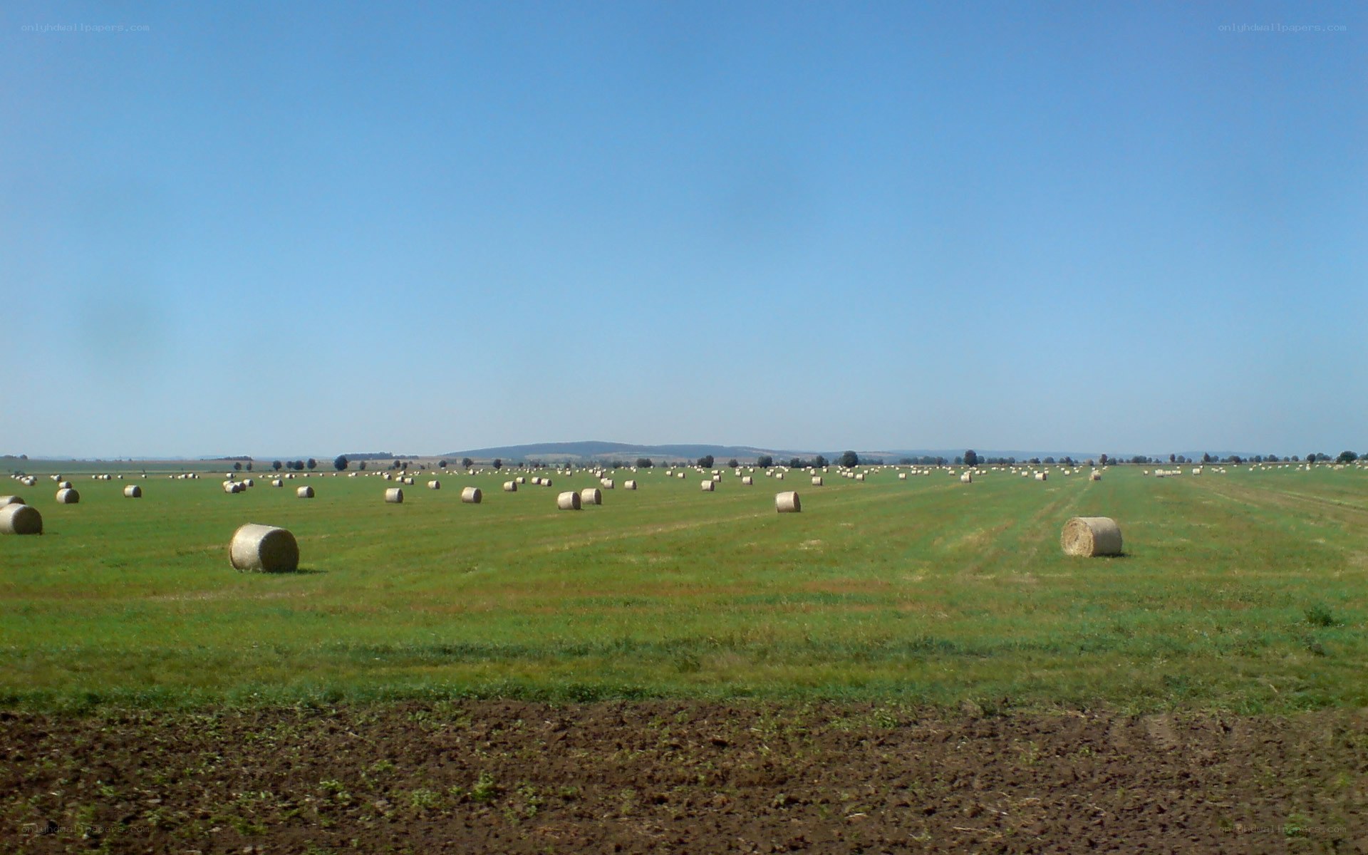 Hay bales in a field